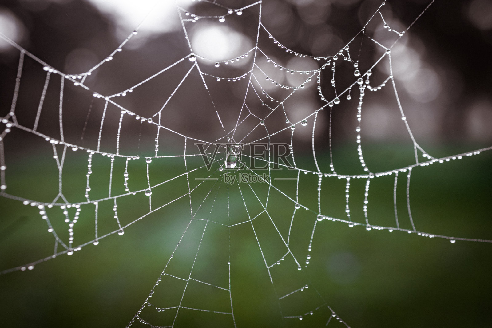 大自然的花边:一张晨露吻过的蜘蛛网照片摄影图片