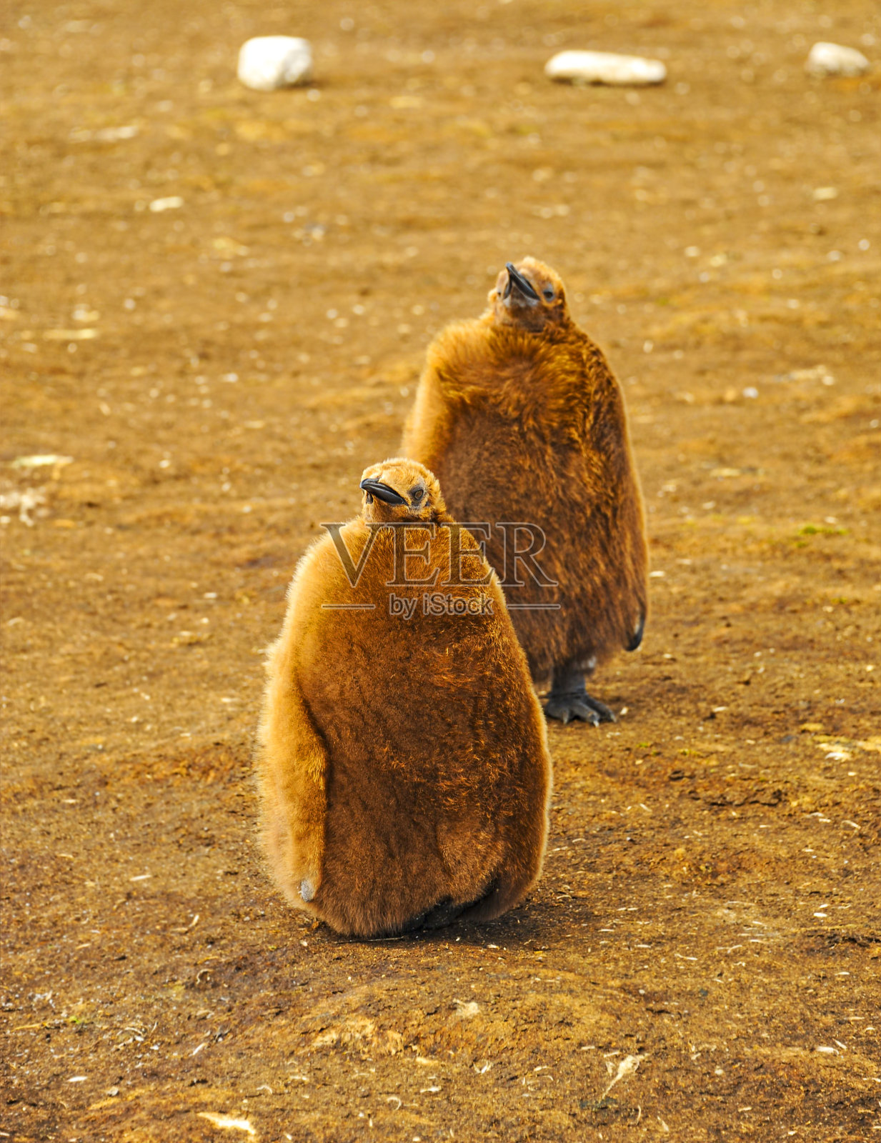 帝企鹅雏鸟照片摄影图片