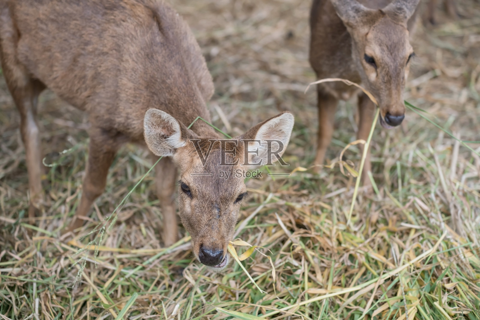 一群小鹿在动物园里吃干草照片摄影图片