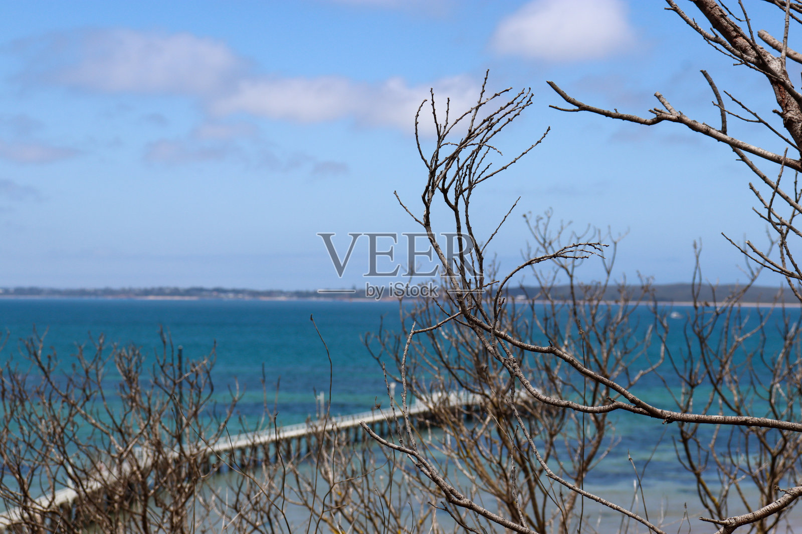 有选择性地聚焦在海滩上的裸露的树枝,可以俯瞰大海照片摄影图片