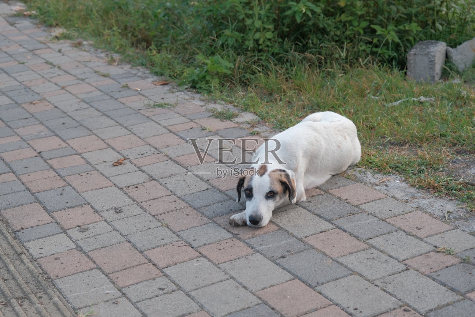 孤独的流浪狗。流浪的野狗躺在街上。悲伤和孤独的概念照片摄影图片