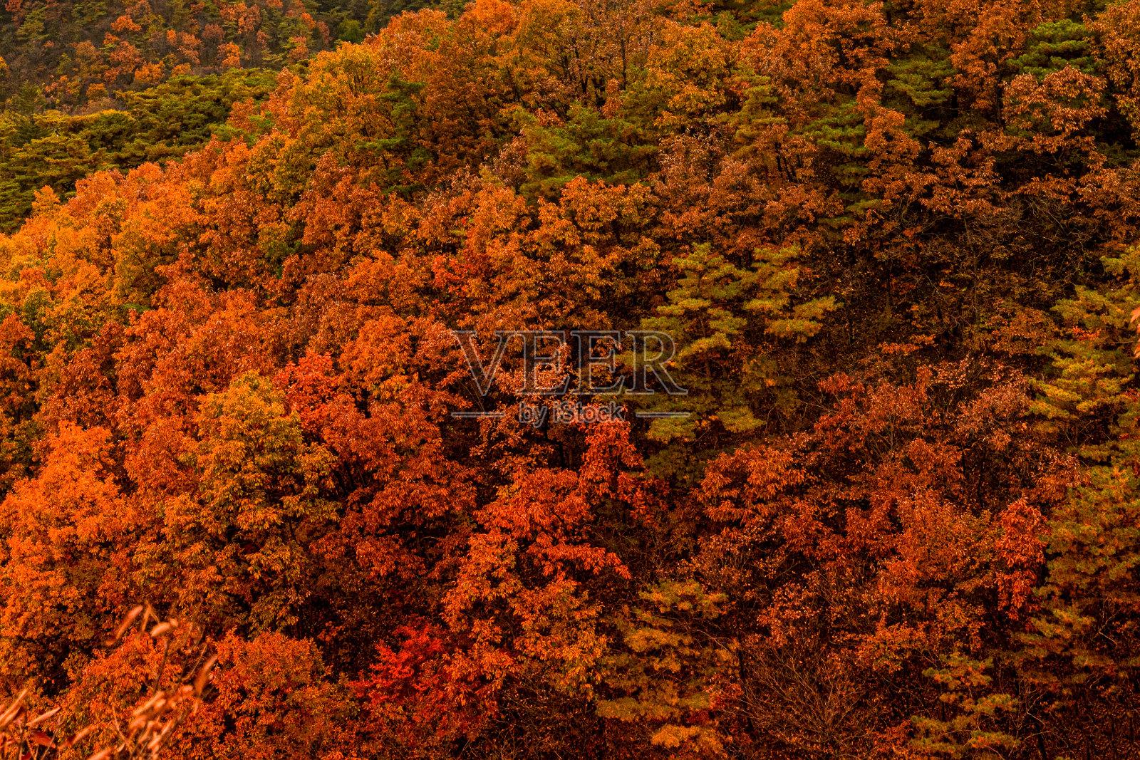 秋天的森林照片摄影图片