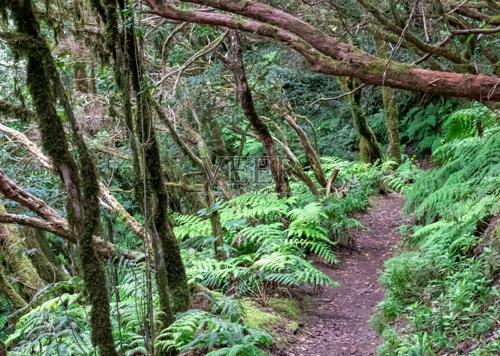 阿纳加-在西班牙加那利群岛特内里费岛上的阿纳加山脉,徒步穿过迷人的古老月桂亚热带森林。照片摄影图片