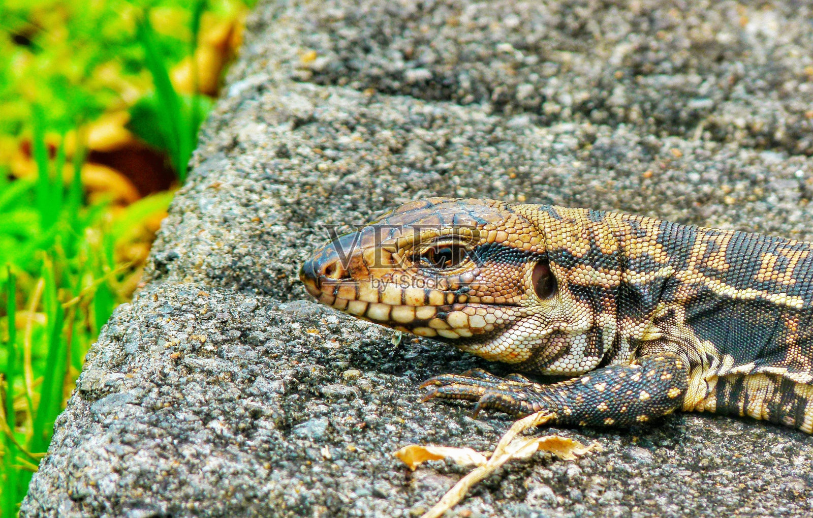 蜥蜴照片摄影图片