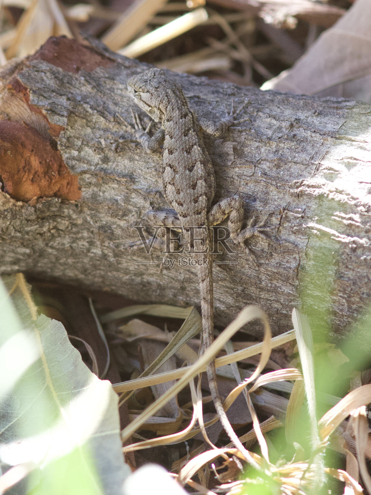 木头上的蜥蜴照片摄影图片