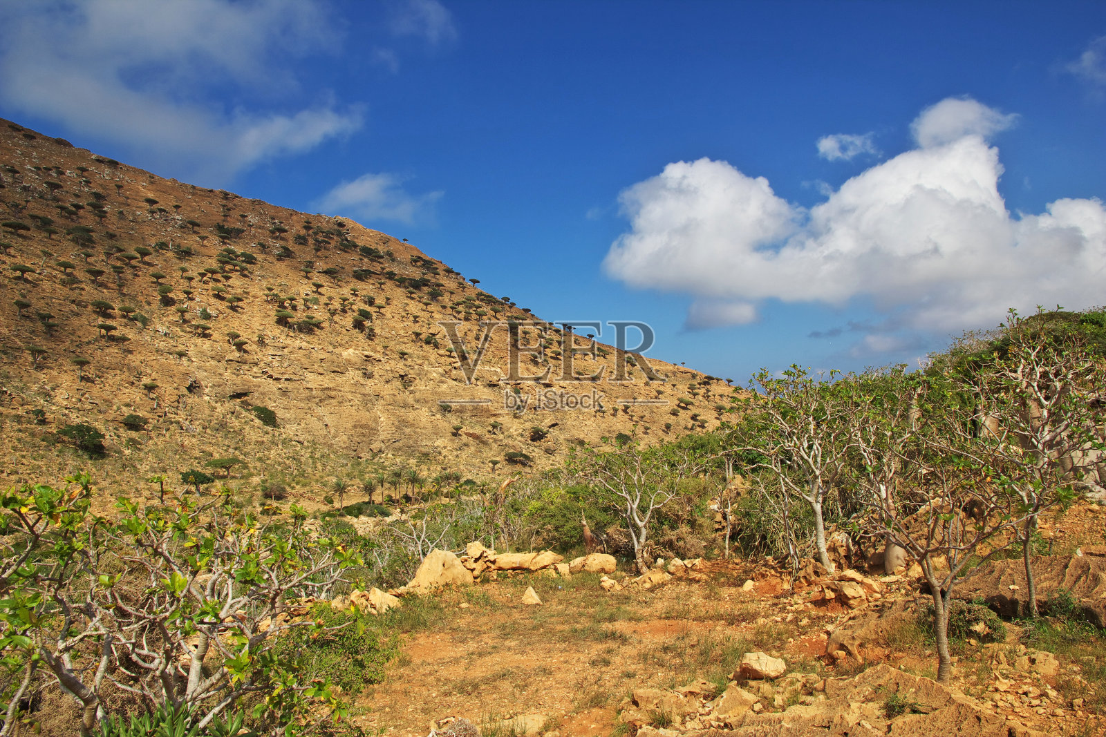 也门索科特拉岛Homhil高原的龙血树照片摄影图片