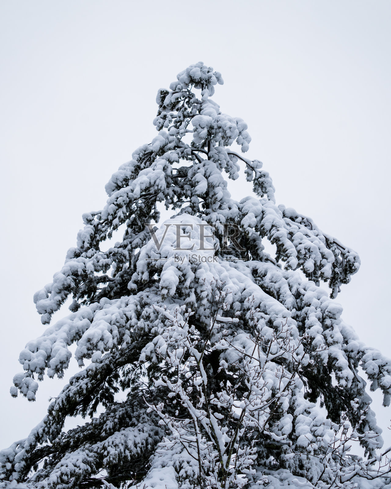 白雪覆盖的树照片摄影图片