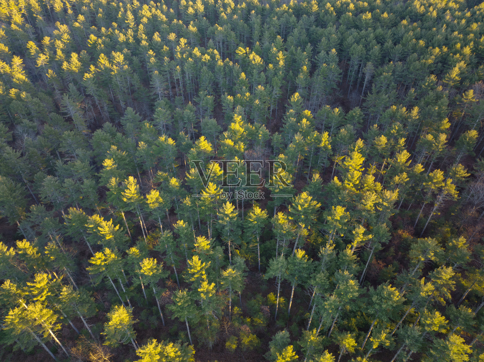 阳光下的森林鸟瞰图照片摄影图片