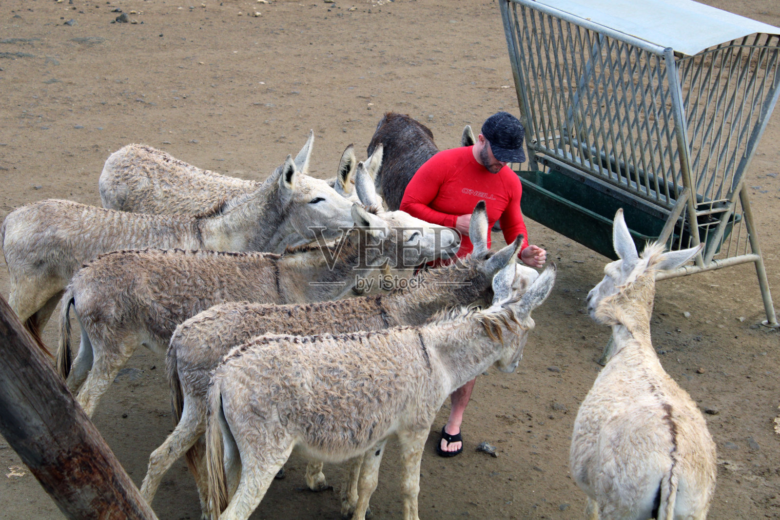 博内尔岛的驴子照片摄影图片