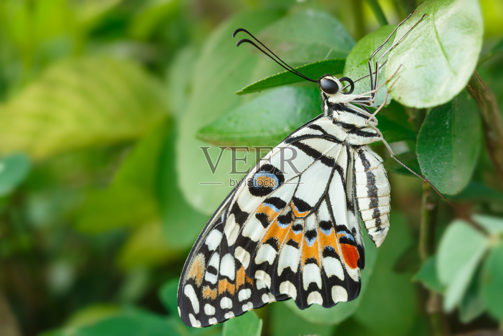 绿叶蝴蝶照片摄影图片