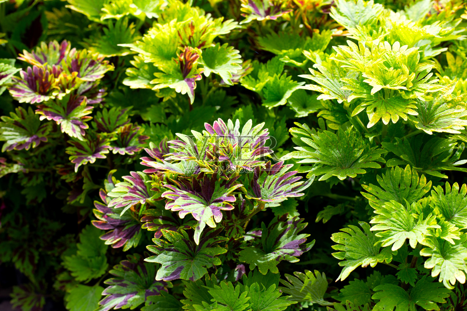 彩色或彩色荨麻植物的叶子照片摄影图片