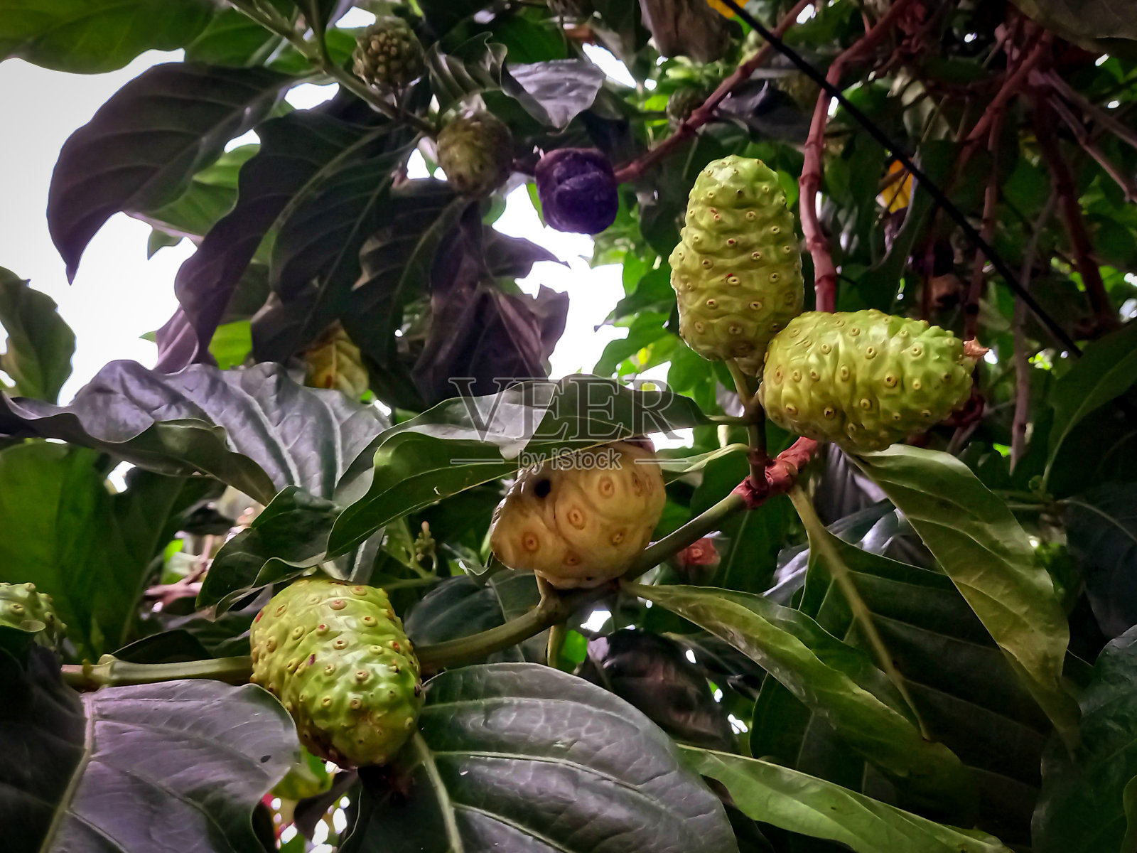 诺丽果汁的水果照片摄影图片