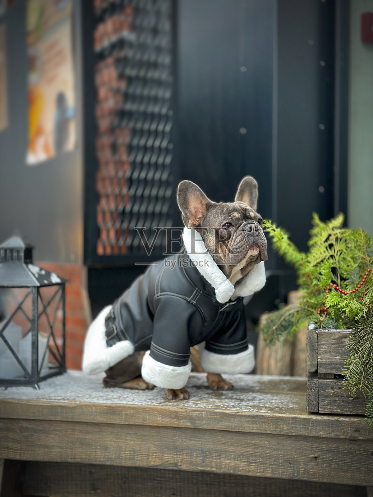 在模糊的背景上,一只穿着冬季夹克的狗的特写。法国斗牛犬在冬天的院子里很无聊。一只漂亮时髦的狗狗正在等待圣诞礼物。照片摄影图片