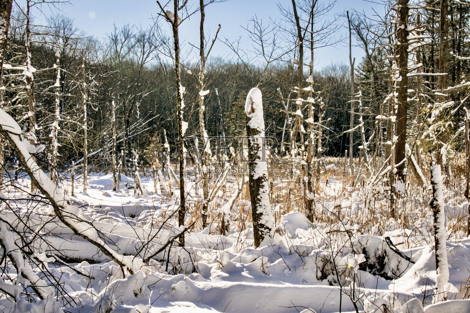 户外新鲜的雪落景观照片摄影图片