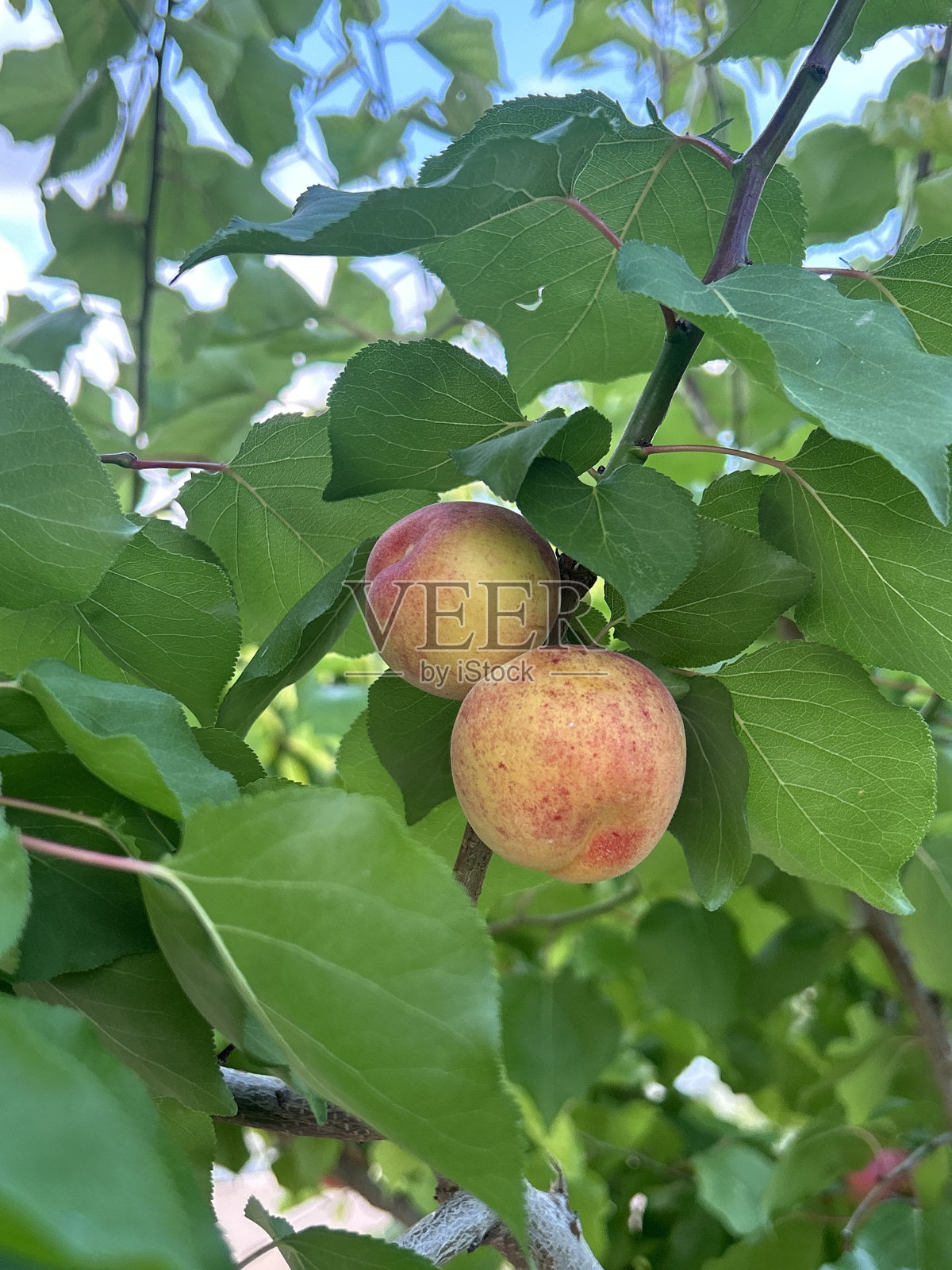 杏子照片摄影图片