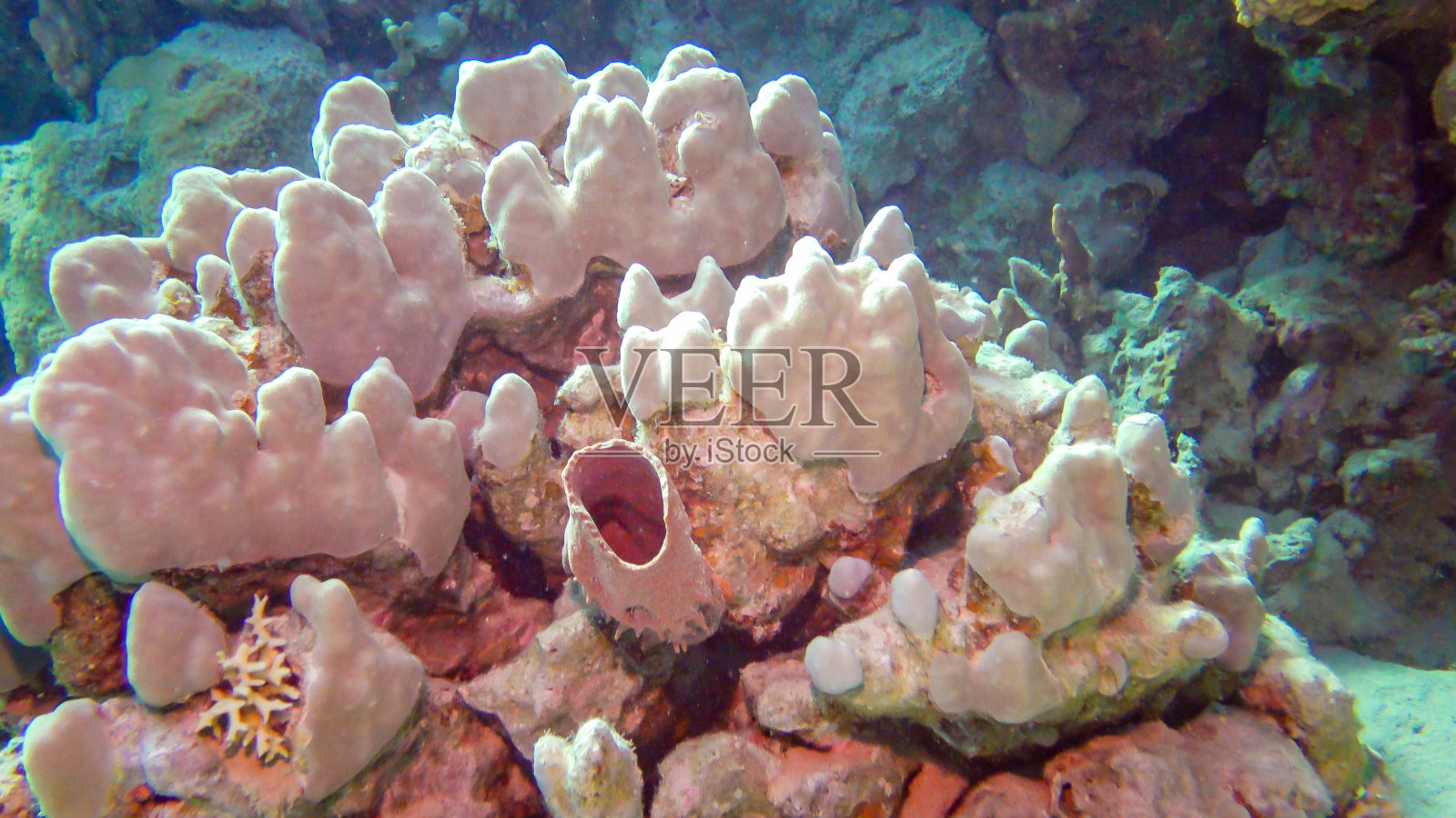 珊瑚生物群落的水下景观与热带鱼在珊瑚礁上照片摄影图片