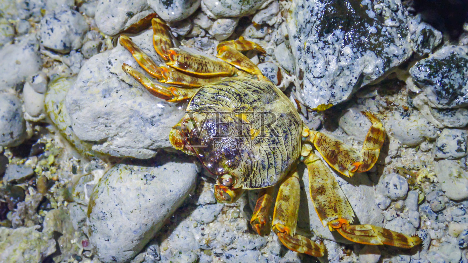 海岸蟹生长在埃及红海沿岸的珊瑚礁上照片摄影图片