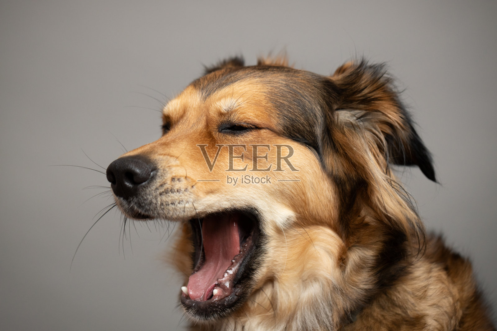 一只棕色的狗闭着眼睛打哈欠。混合金毛猎犬照片摄影图片