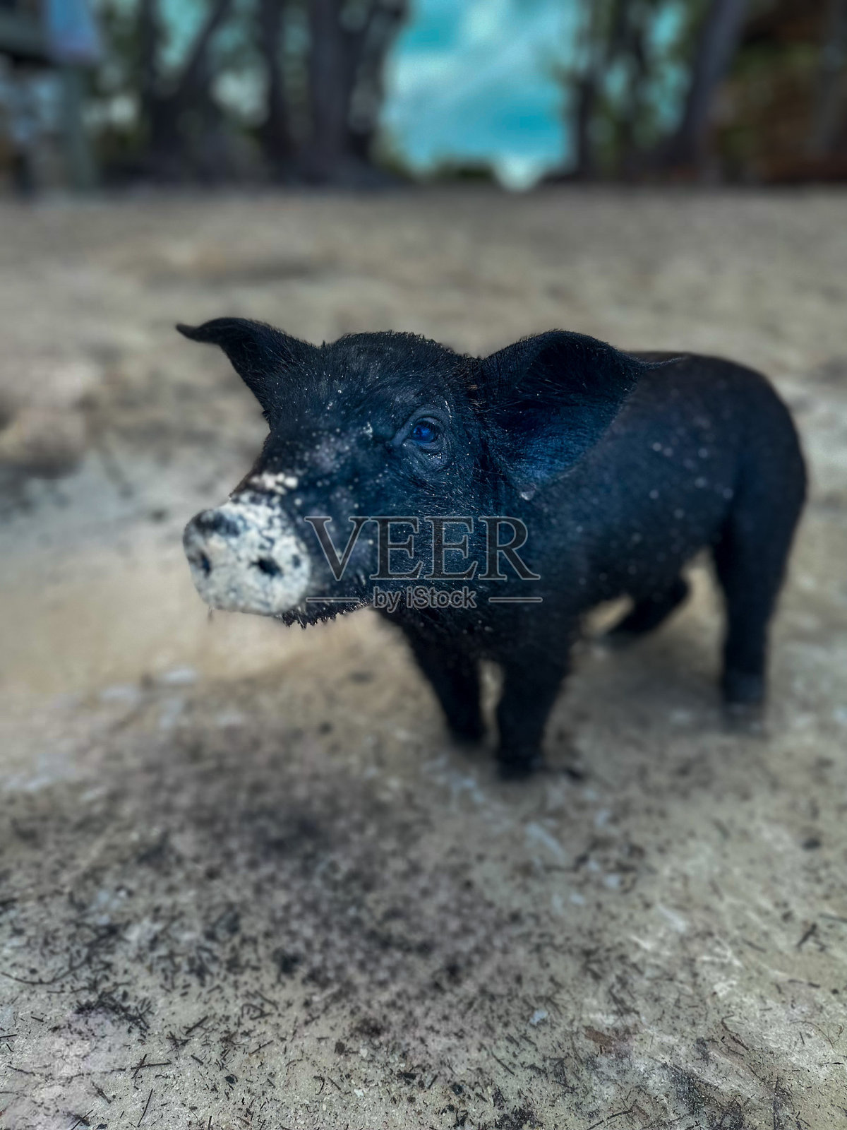 海滩上的小猪宝宝照片摄影图片