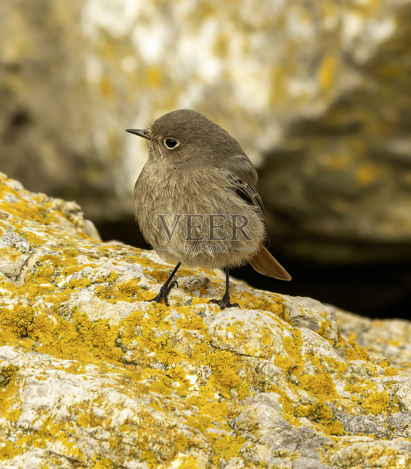 女黑色红发照片摄影图片