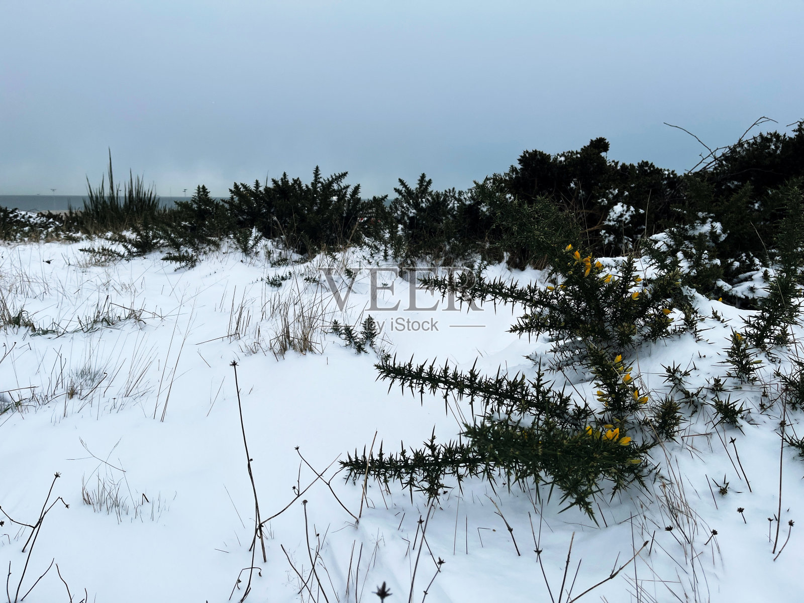 《雪中的托里照片摄影图片
