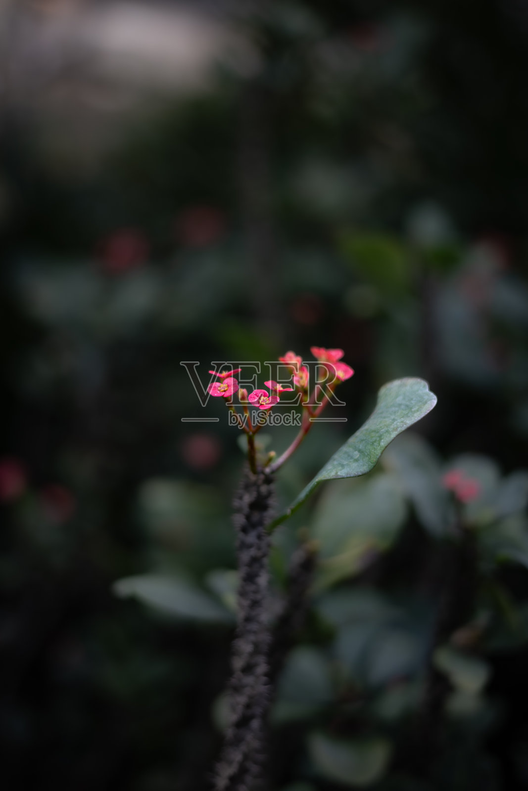 美丽的红色花卉植物拍摄,天然壁纸照片摄影图片