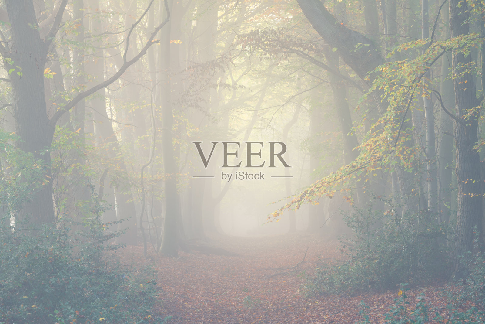 一个雾蒙蒙的秋天早晨,在诺福克郡诺维奇的索普森林里照片摄影图片