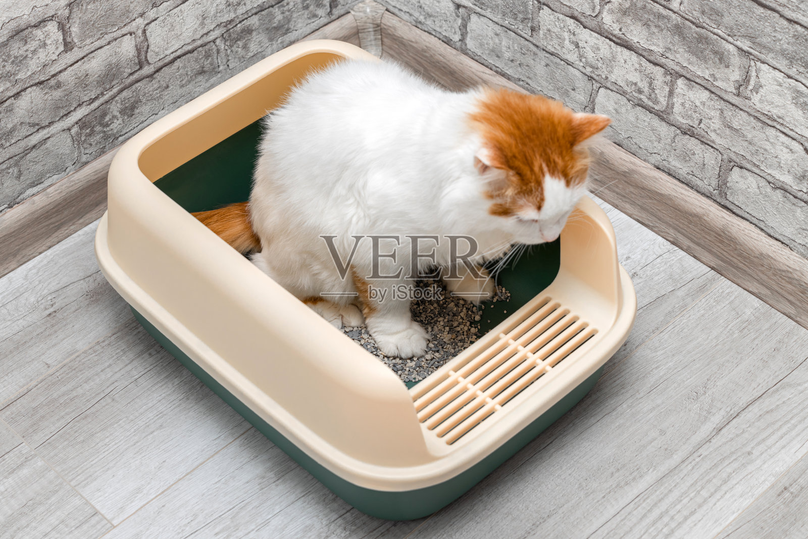 猫在猫砂盆里大小便。照片摄影图片