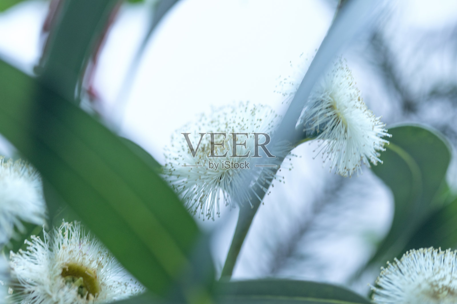 盛开的桉树照片摄影图片