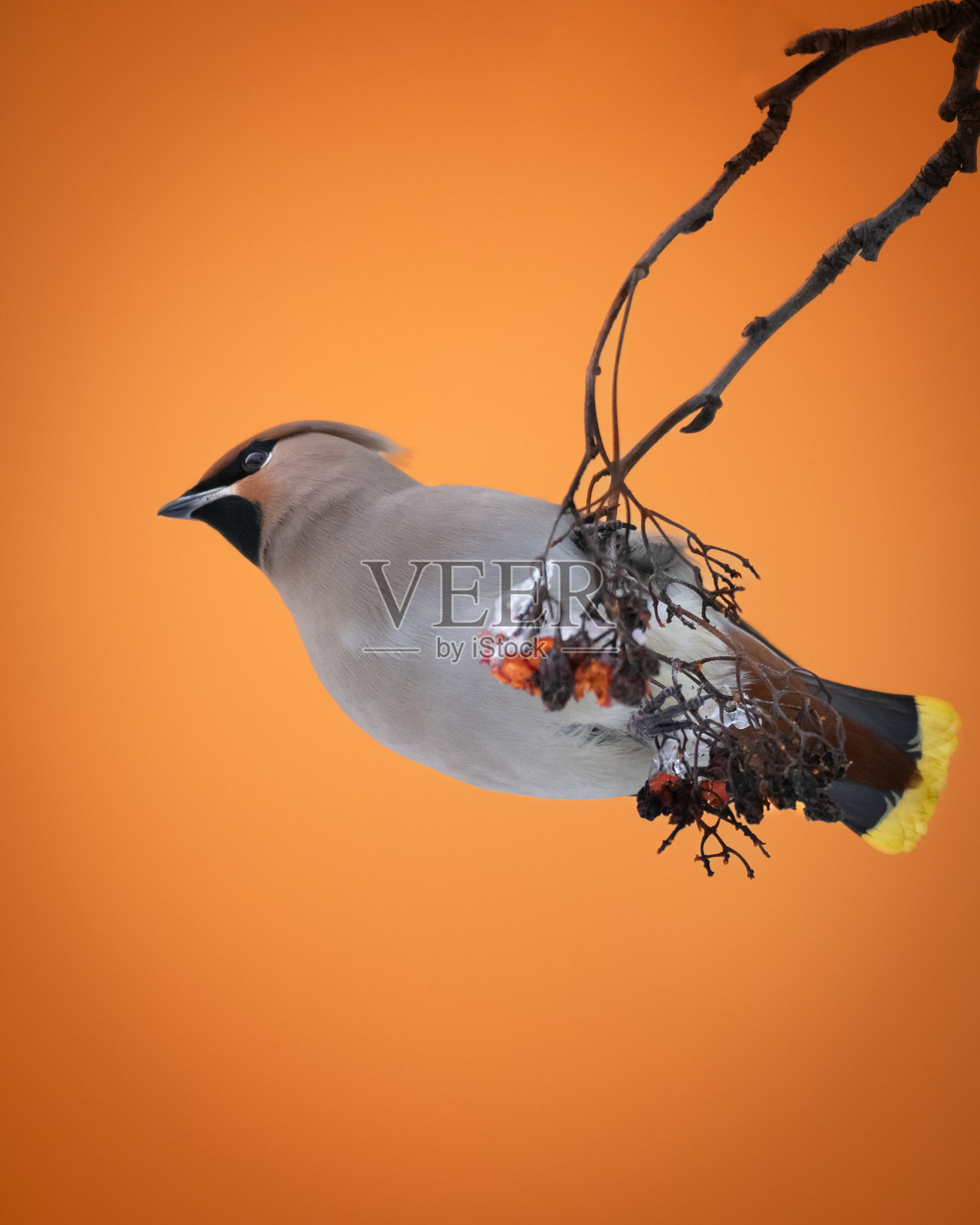 鸟-蜡翅,秋季野生动物,波兰欧洲,在一棵树上觅食照片摄影图片