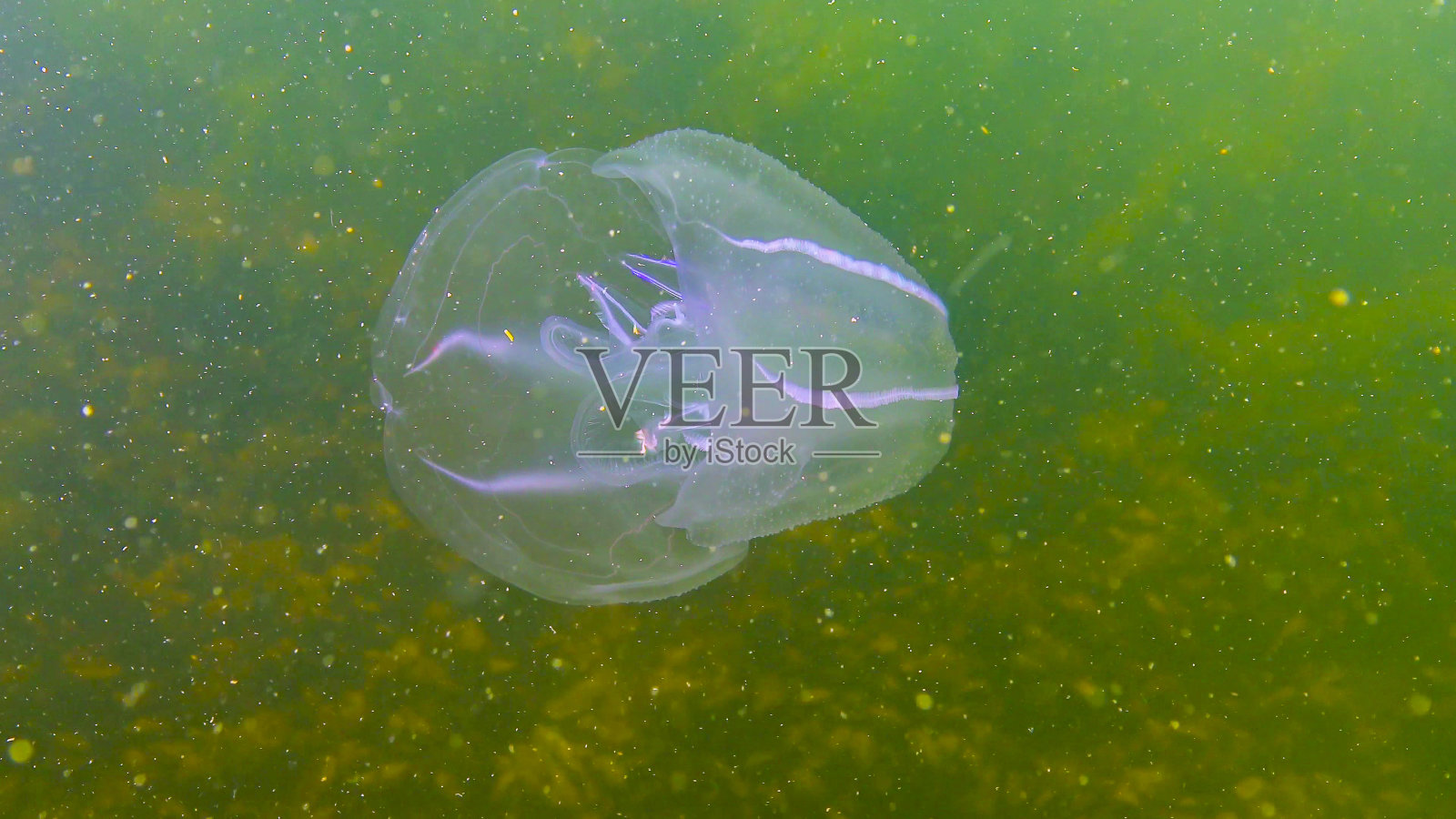 栉水母,梳状入侵者到黑海,水母记忆水母。黑海照片摄影图片