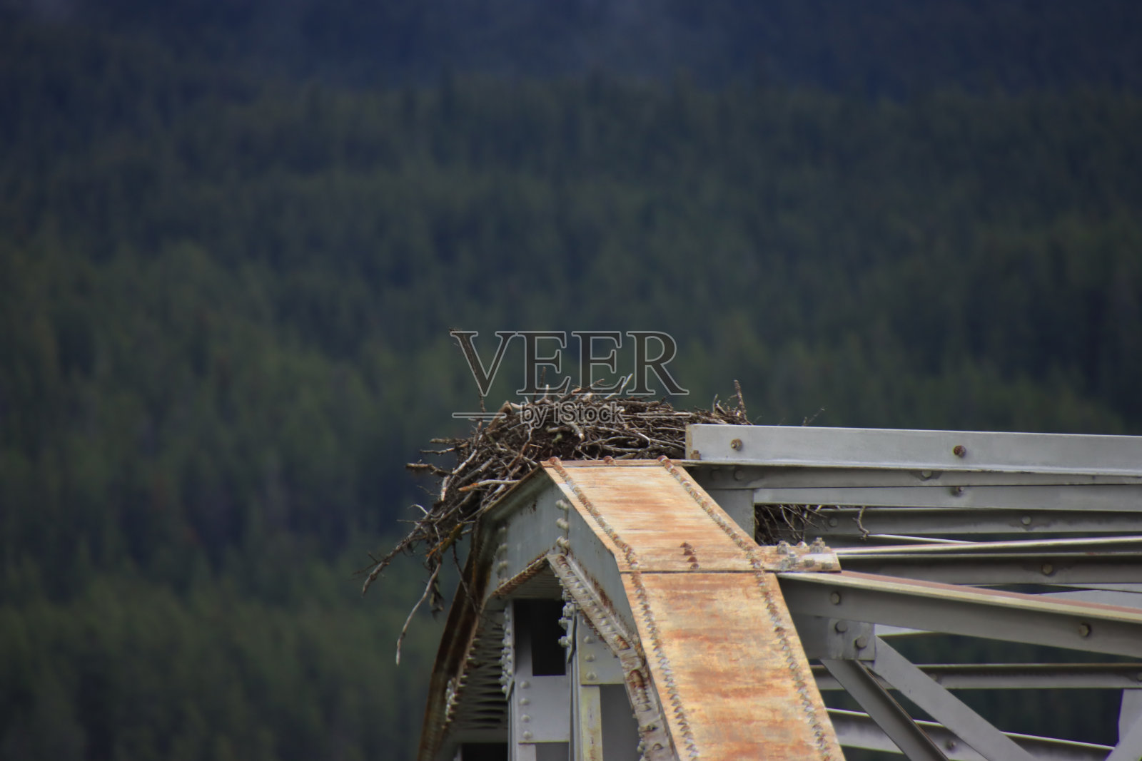 桥上的鱼鹰巢照片摄影图片