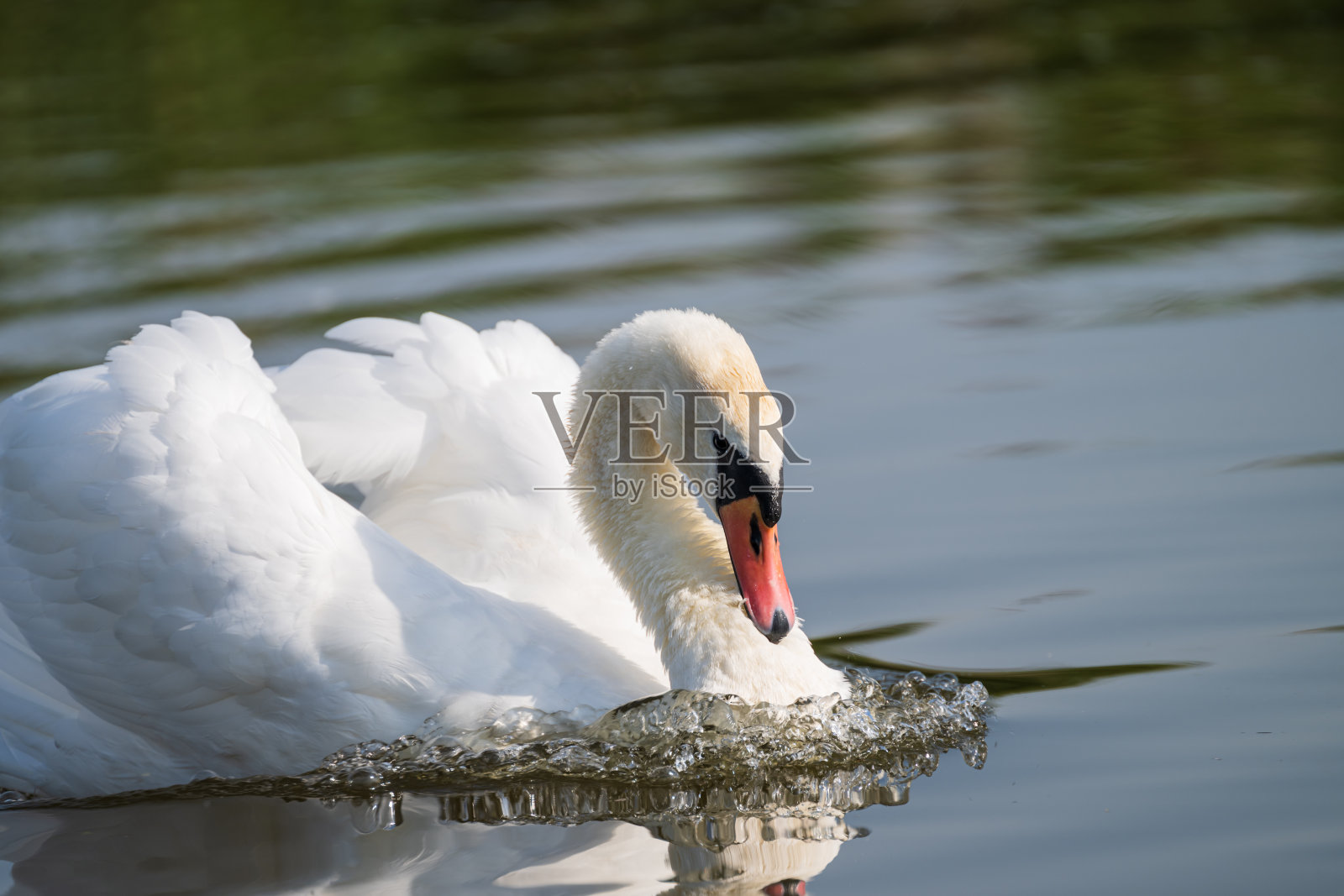 天鹅色-疣鼻天鹅游泳照片摄影图片