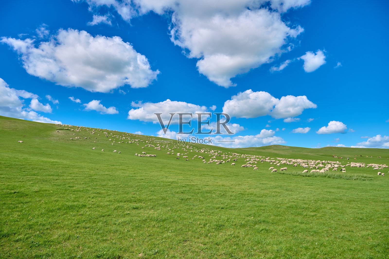 在内蒙古呼伦贝尔草原,牧羊照片摄影图片