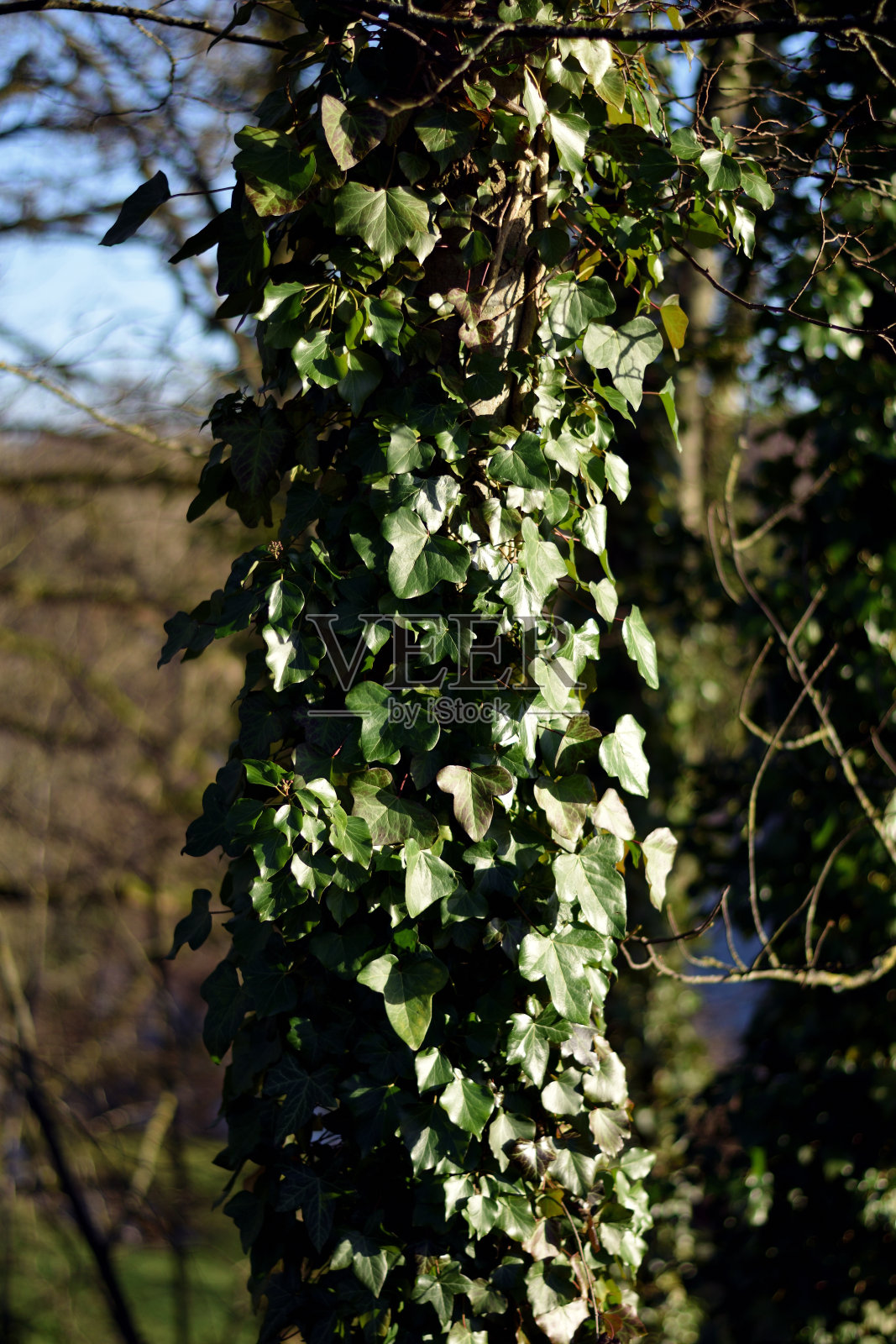 阳光下,常春藤缠绕在树干上照片摄影图片