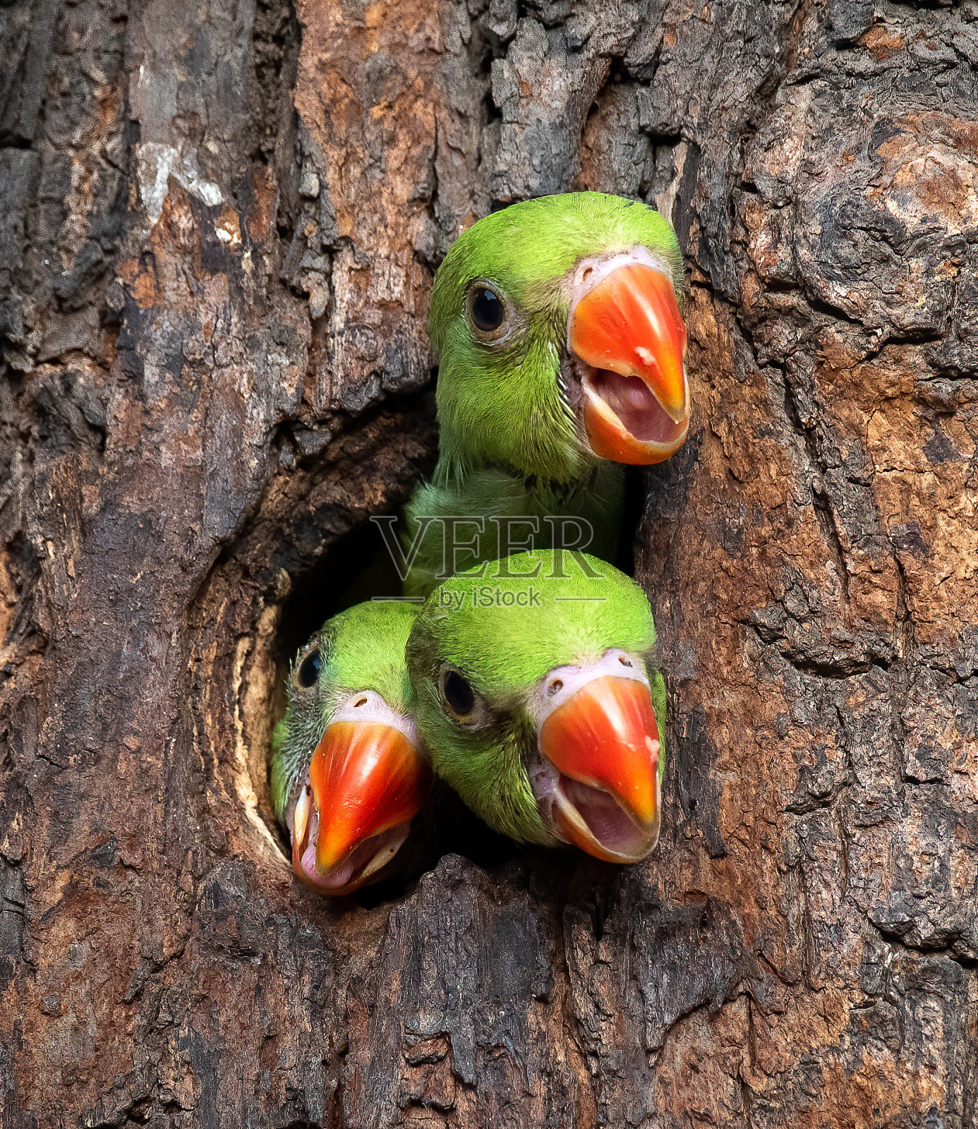 三个火枪手照片摄影图片