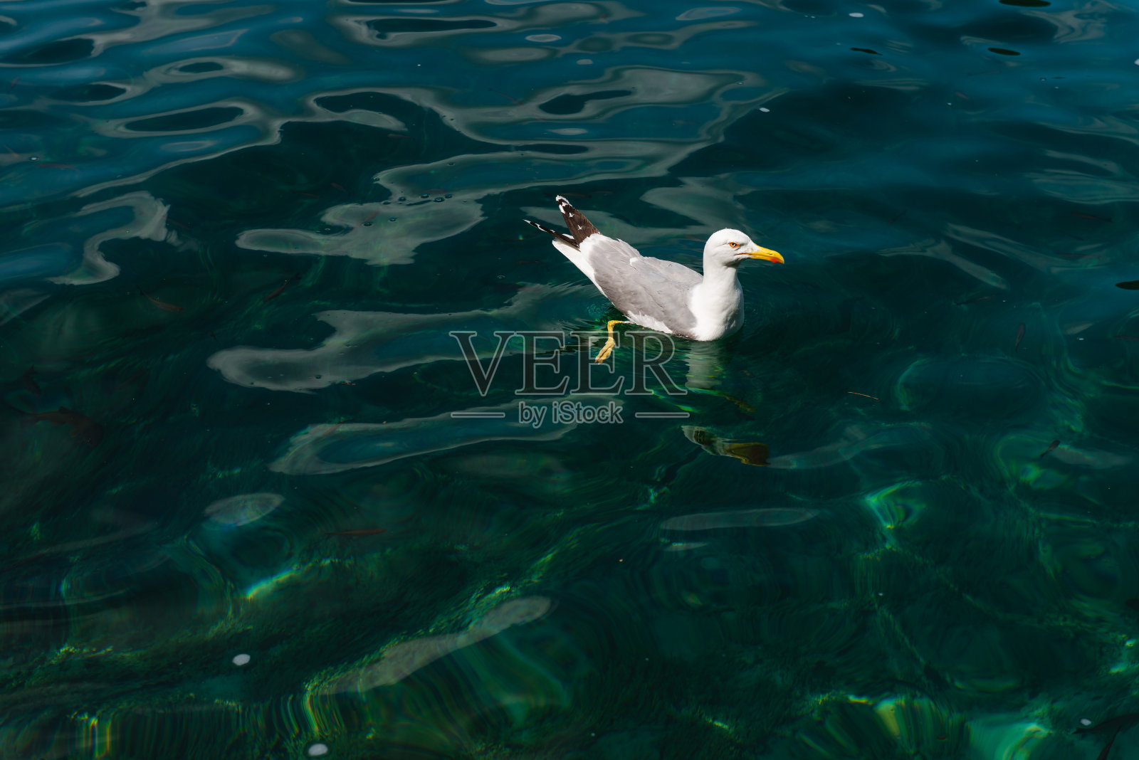 普利特维采湖国家公园的透明水域照片摄影图片