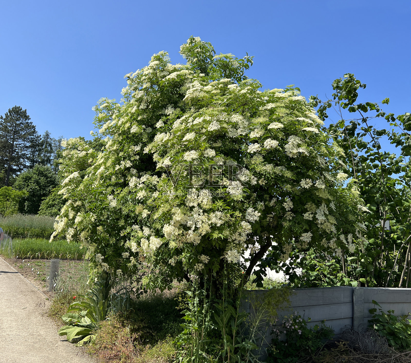 Elder, sambuus, nigra照片摄影图片