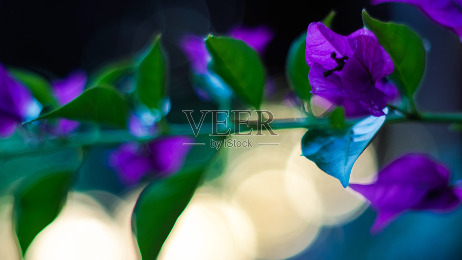 macrode passimtales de fleurs照片摄影图片