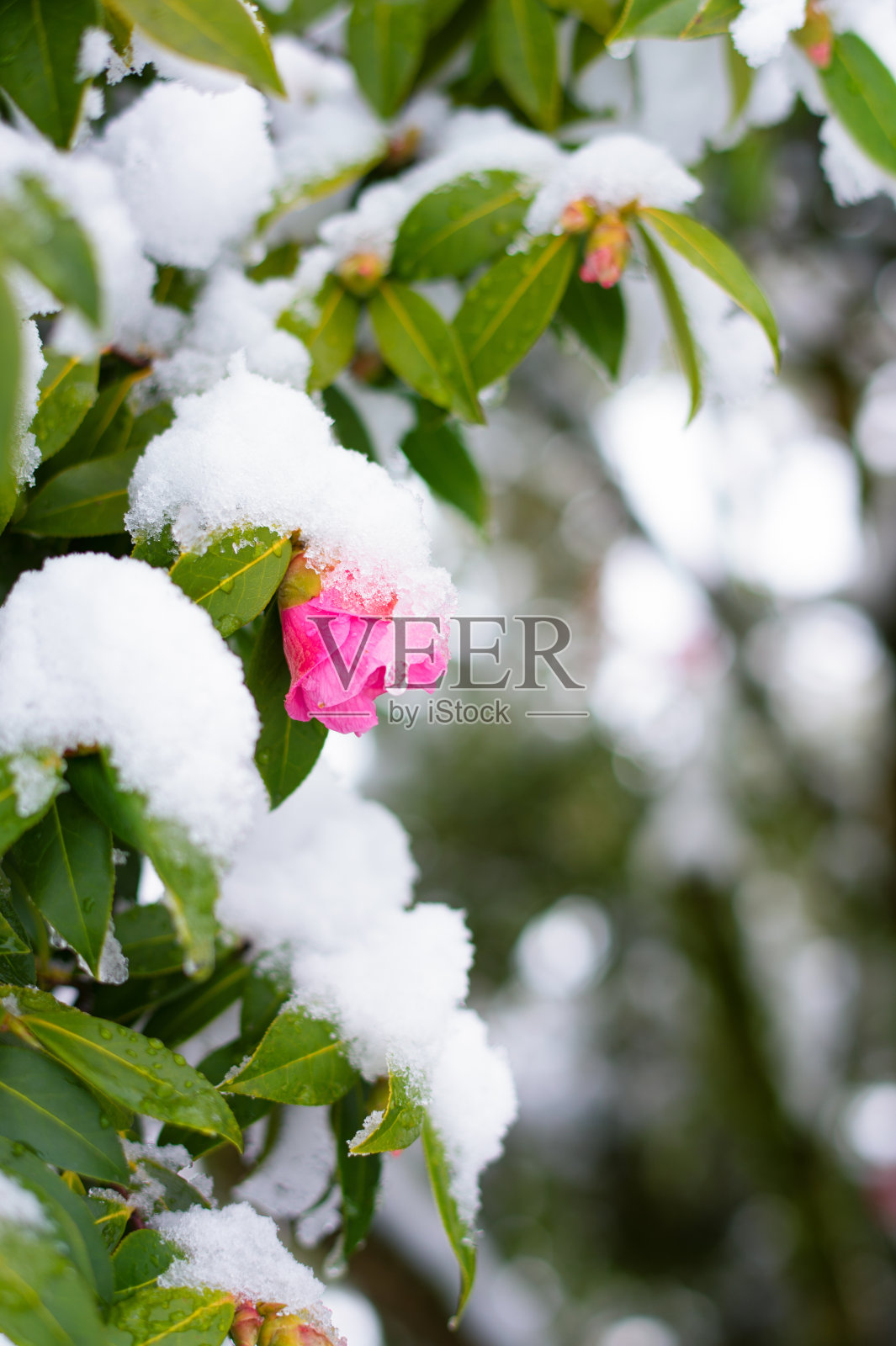 被雪覆盖的山茶花照片摄影图片