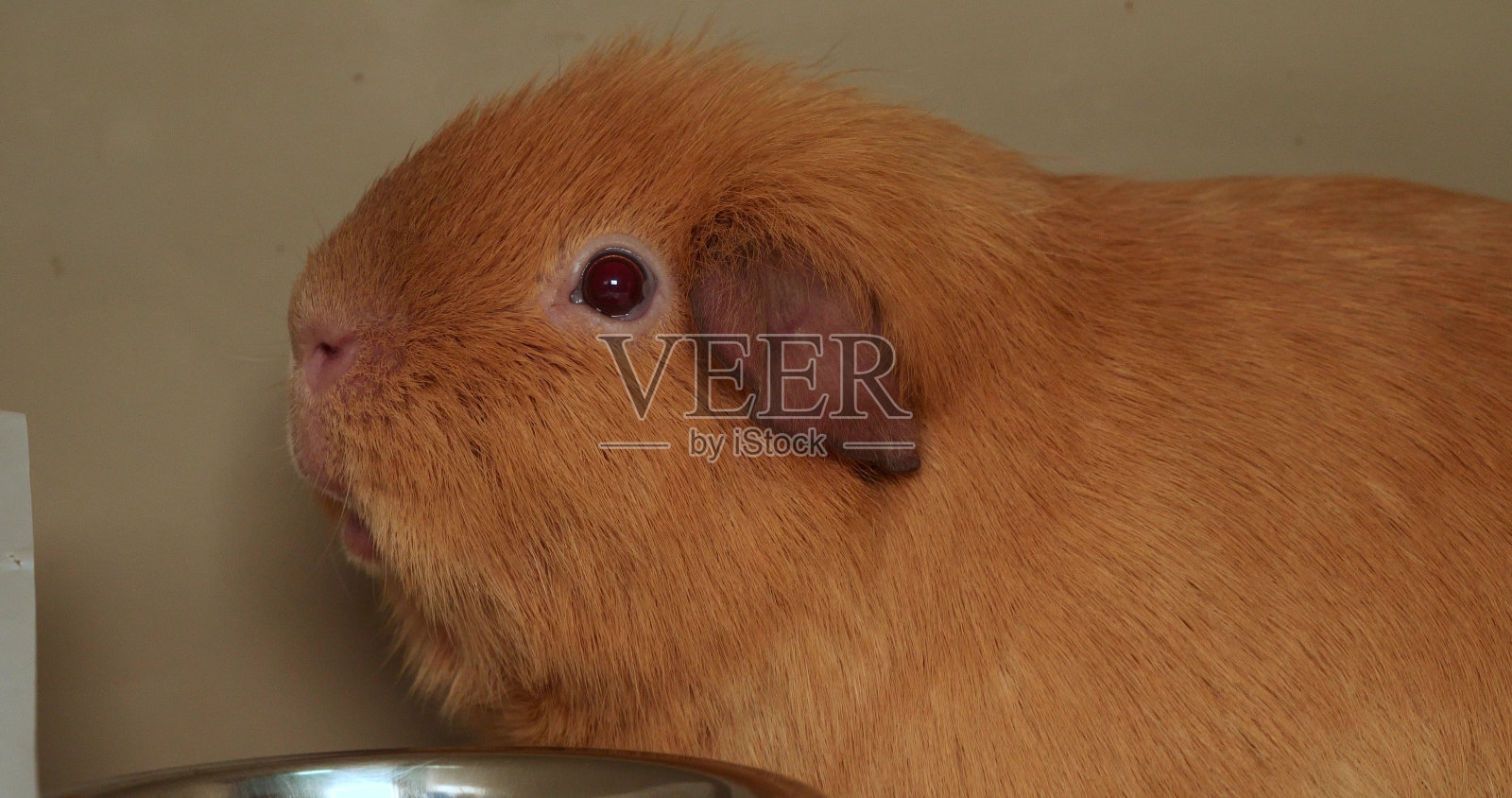 在兽医院的笼子里,一只可爱的豚鼠警惕地环顾四周。在兽医诊所接受治疗的豚鼠。兽医诊所里漂亮的红色豚鼠。照片摄影图片