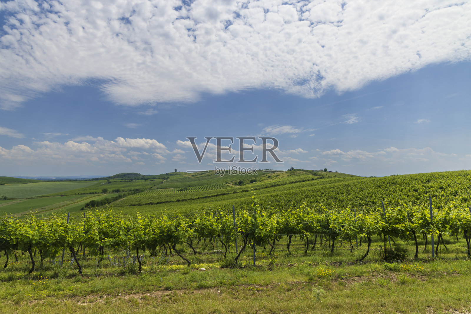 捷克共和国南部摩拉维亚帕拉瓦的葡萄园照片摄影图片