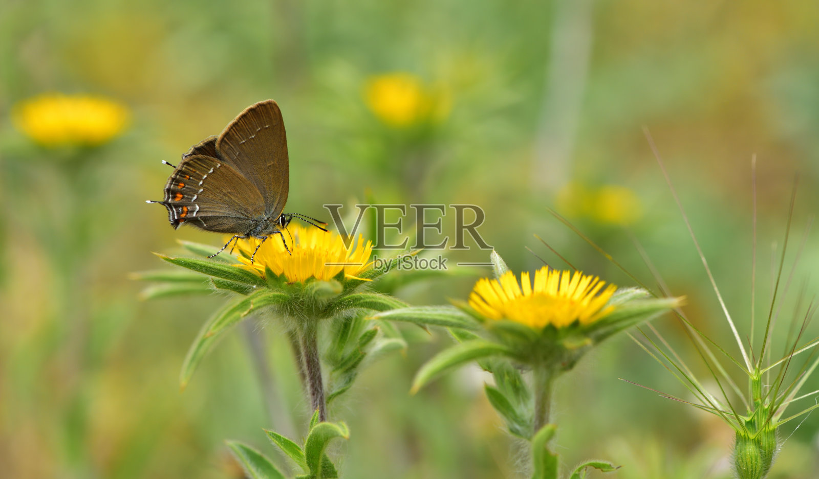 蝴蝶照片摄影图片