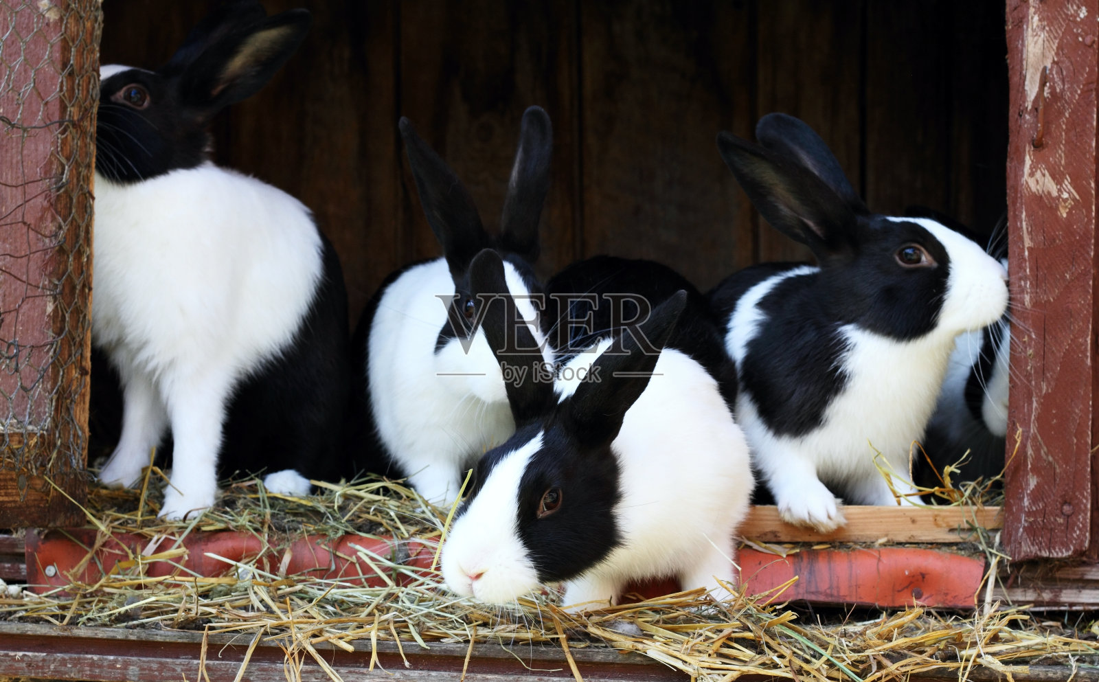 在笼子里的黑白小兔子照片摄影图片