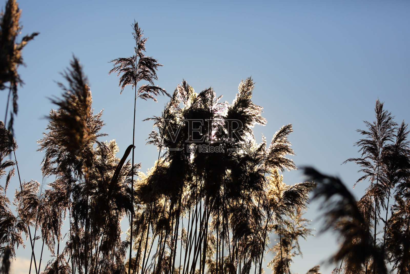 高大的草在太阳的映衬下显出轮廓照片摄影图片