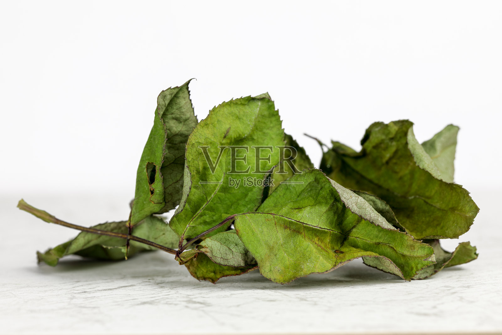 枯枝玫瑰植物上枯叶的细枝照片摄影图片