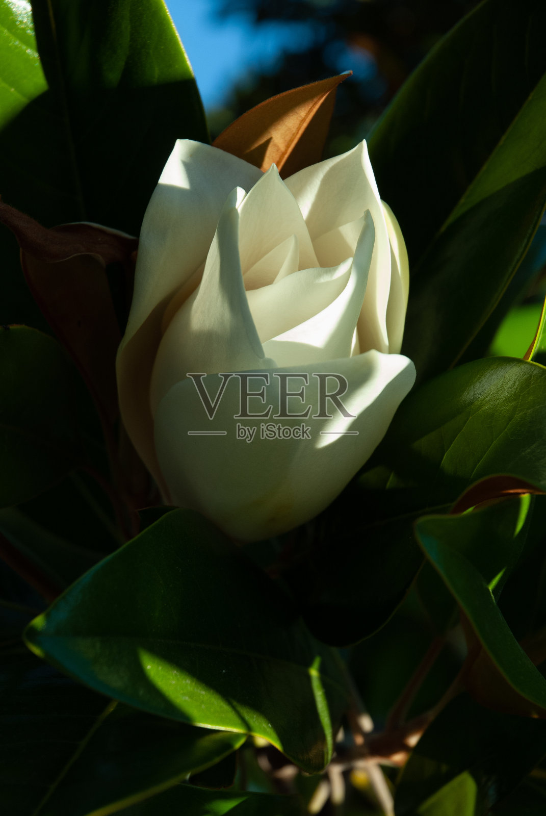 花园中自然生长的木兰花照片摄影图片