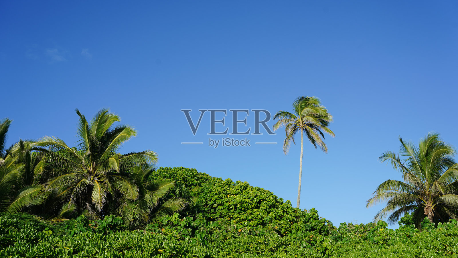 热带太平洋岛屿上阳光明媚的椰子树照片摄影图片