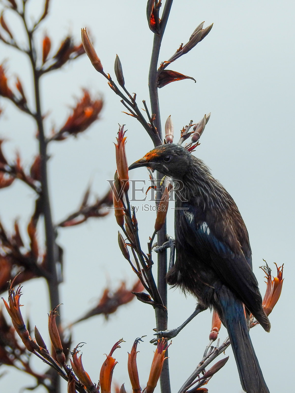 被花粉覆盖的海龟照片摄影图片