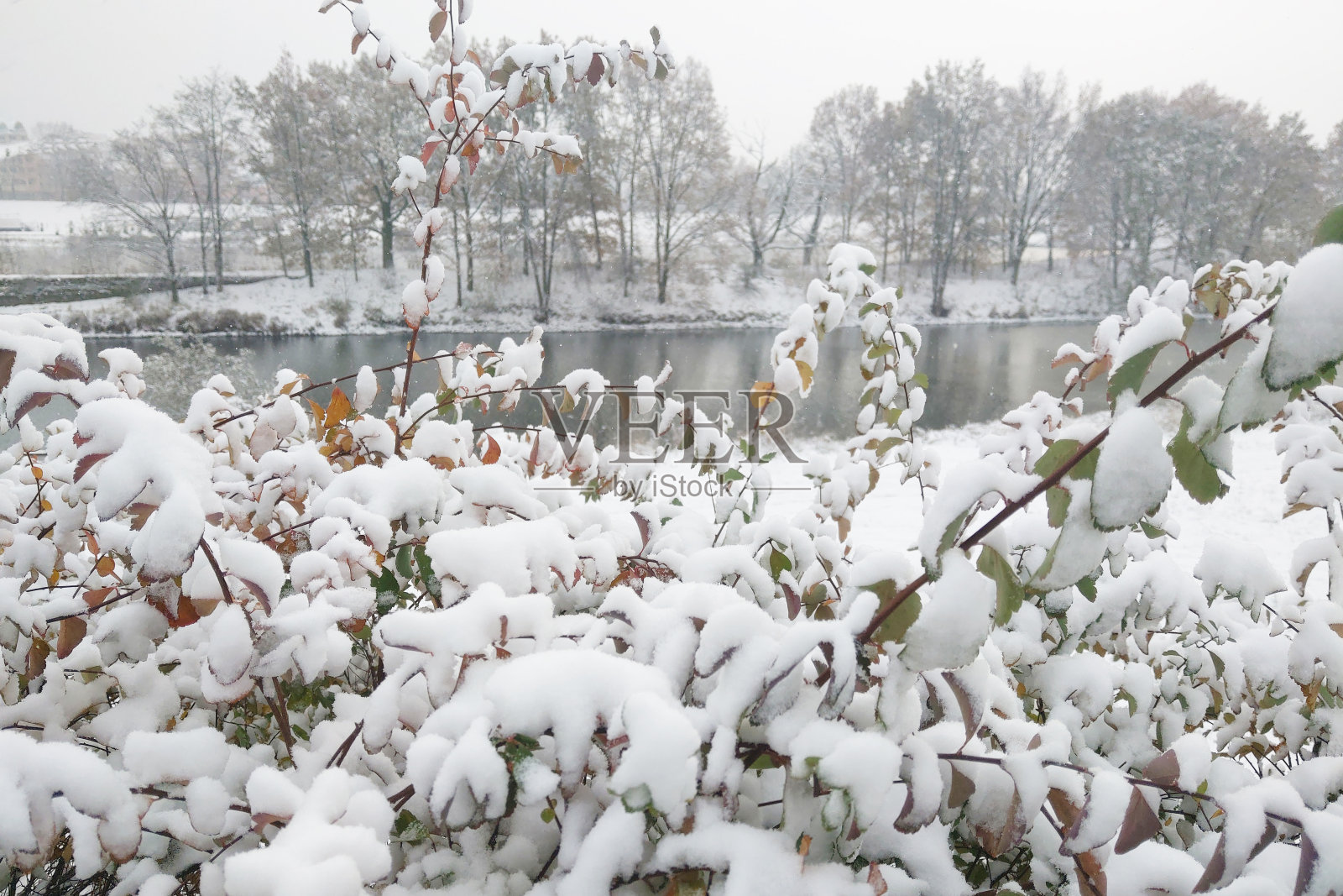 冬天公园里被雪覆盖的灌木丛。照片摄影图片